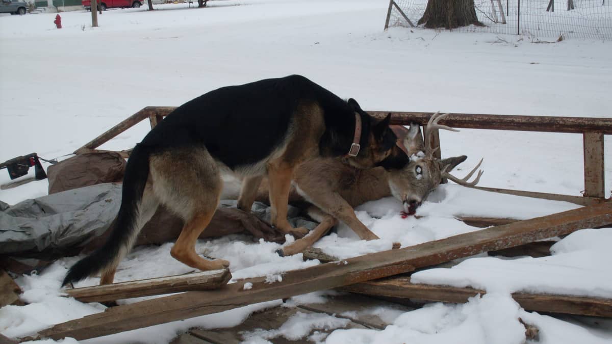 How to Gut a Deer for Raw Dog Food Illustrated Guide PetHelpful