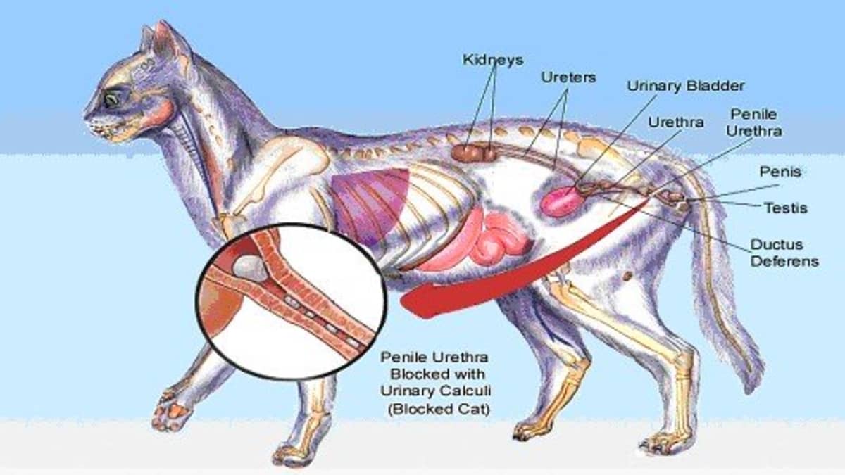 Feline Renal Failure A Cat Kidney Disease PetHelpful