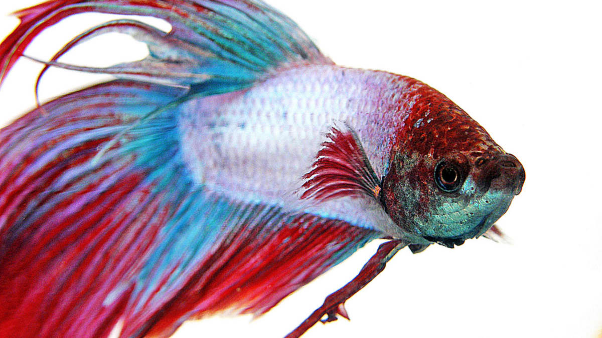Siamese fighting fish aquarium new arrivals