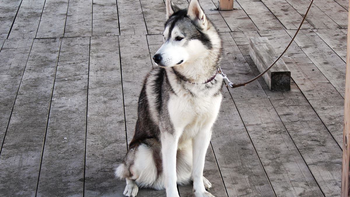 Siberian husky off leash cheap