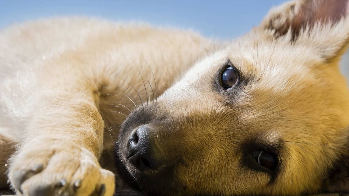 What Can I Do If My Puppy Has Parvo and Worms PetHelpful