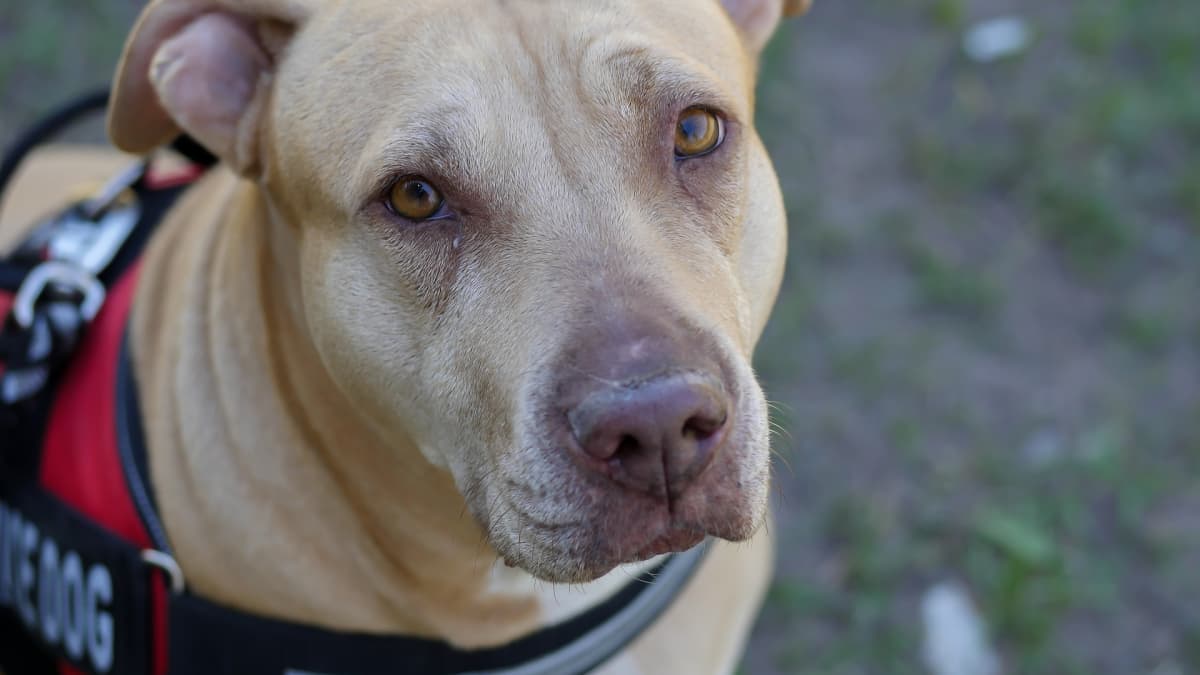 Pit ball dog new arrivals
