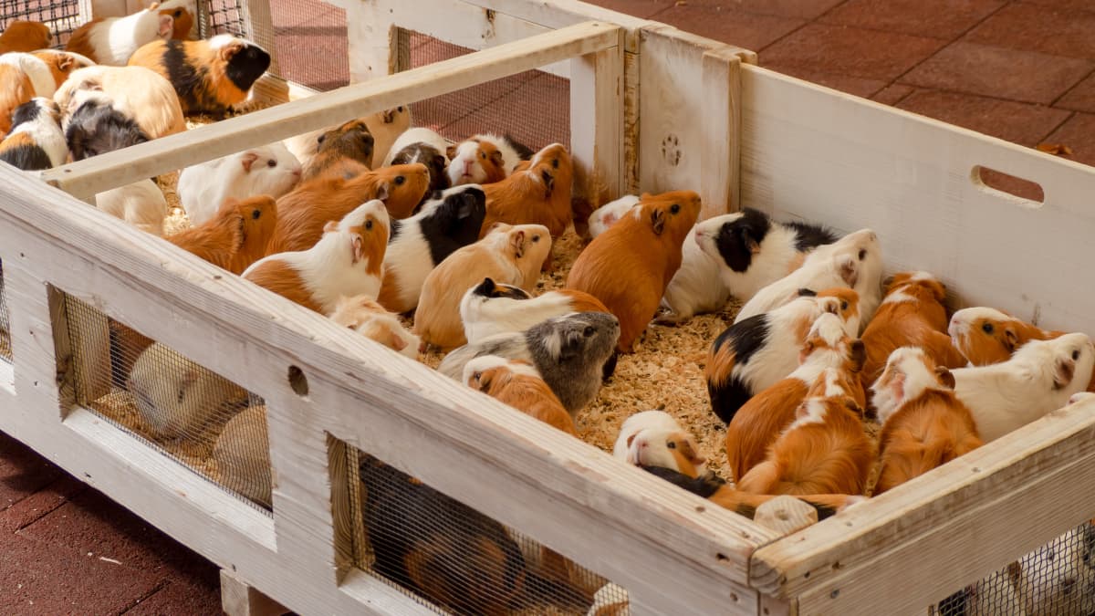 13 square feet guinea pig cage shop