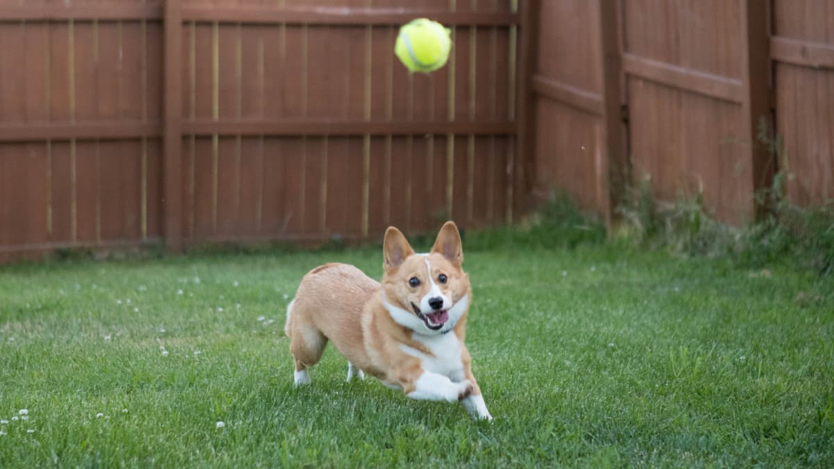 Corgi Adorably Brings Infant Every Tennis Ball He Can Find