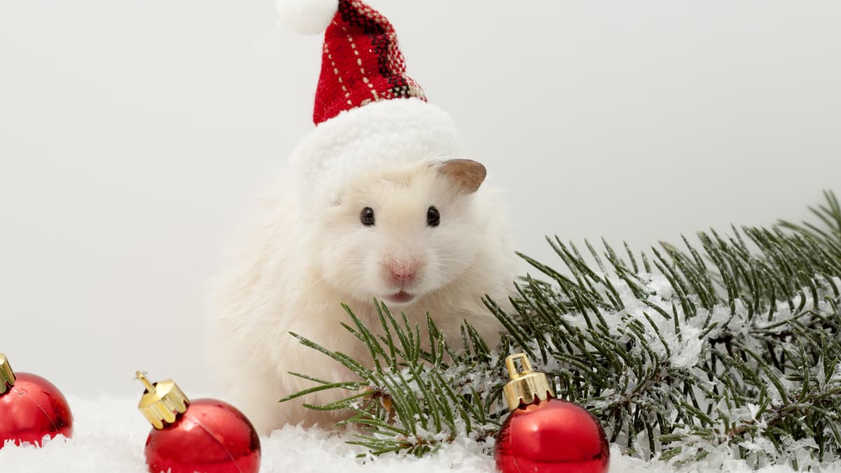 Hamster s Little Enclosure Is Turned Into a Winter Wonderland