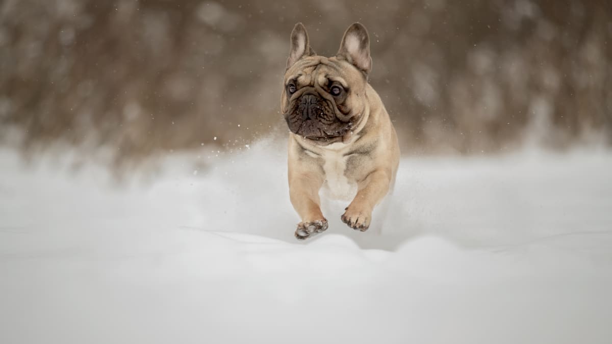 French bulldog sales snow