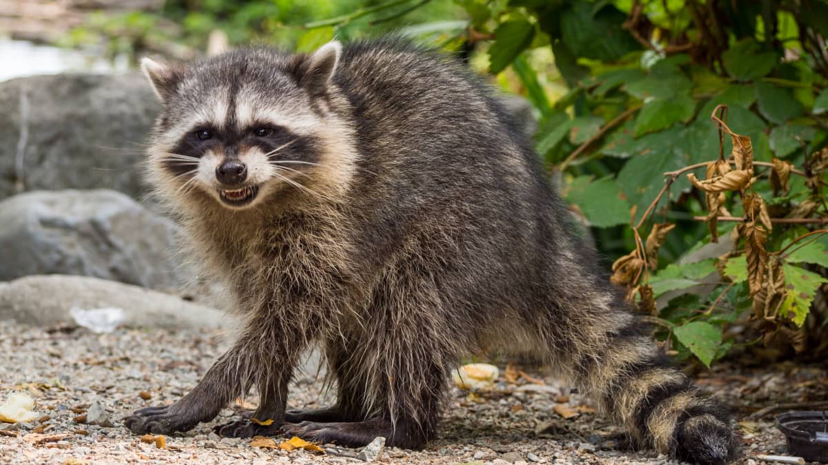 Racoon slides online