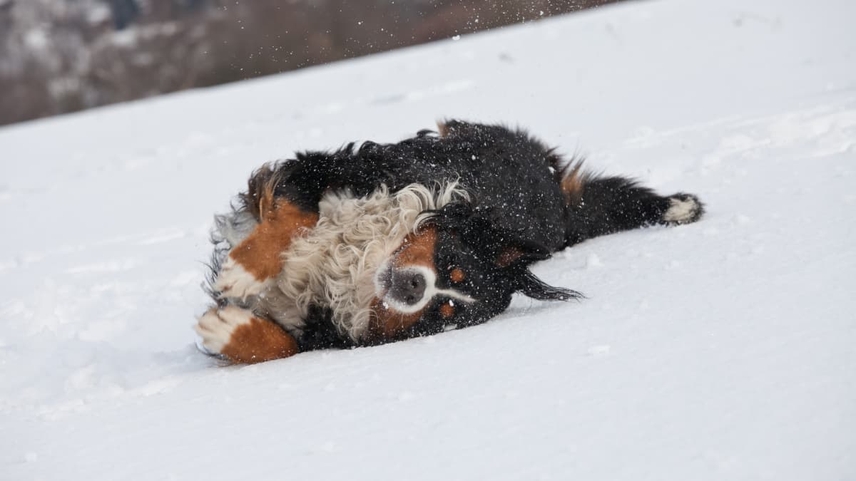 Bernese puppies in sales snow