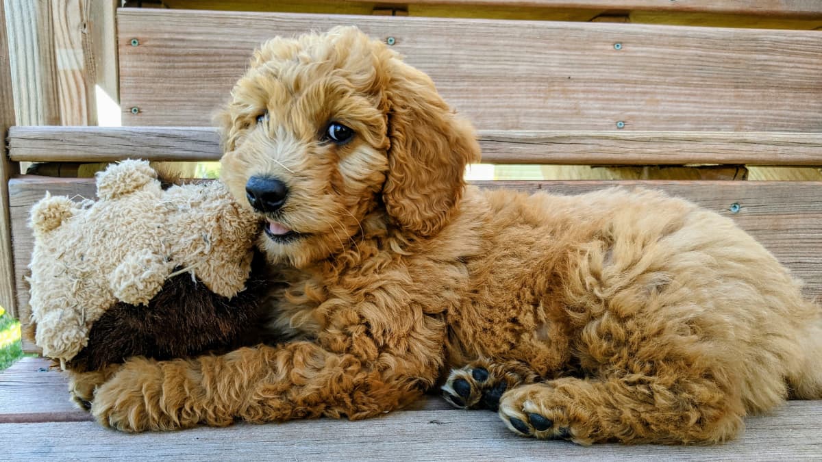Toy goldendoodle shop rescue