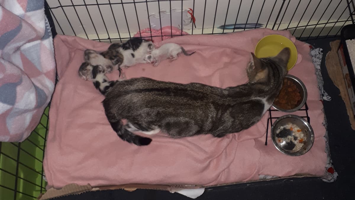 When do mother cats stop nursing on sale