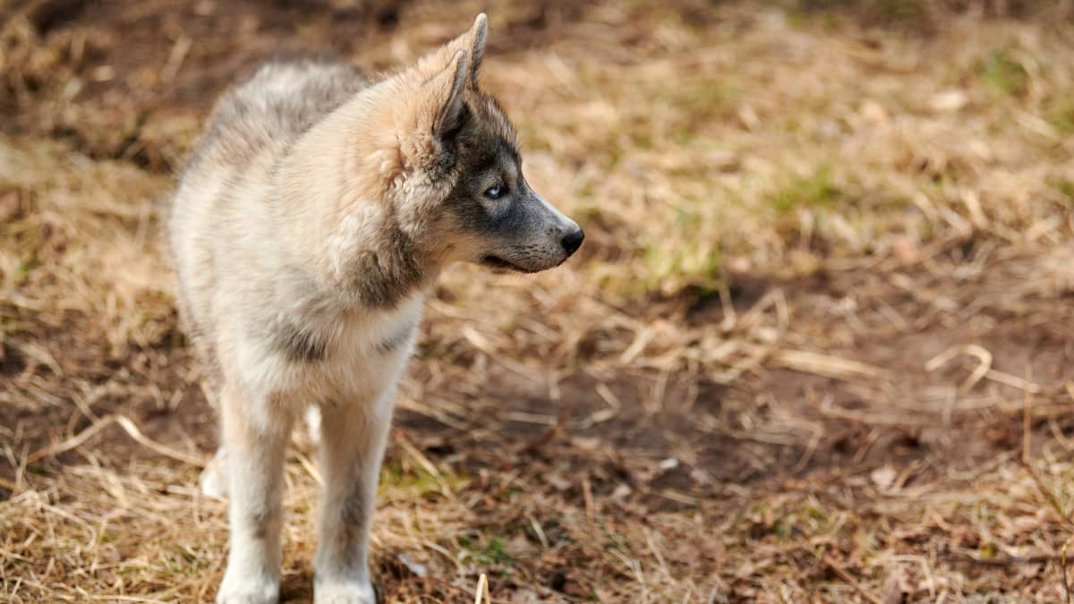 High breed wolf dog top