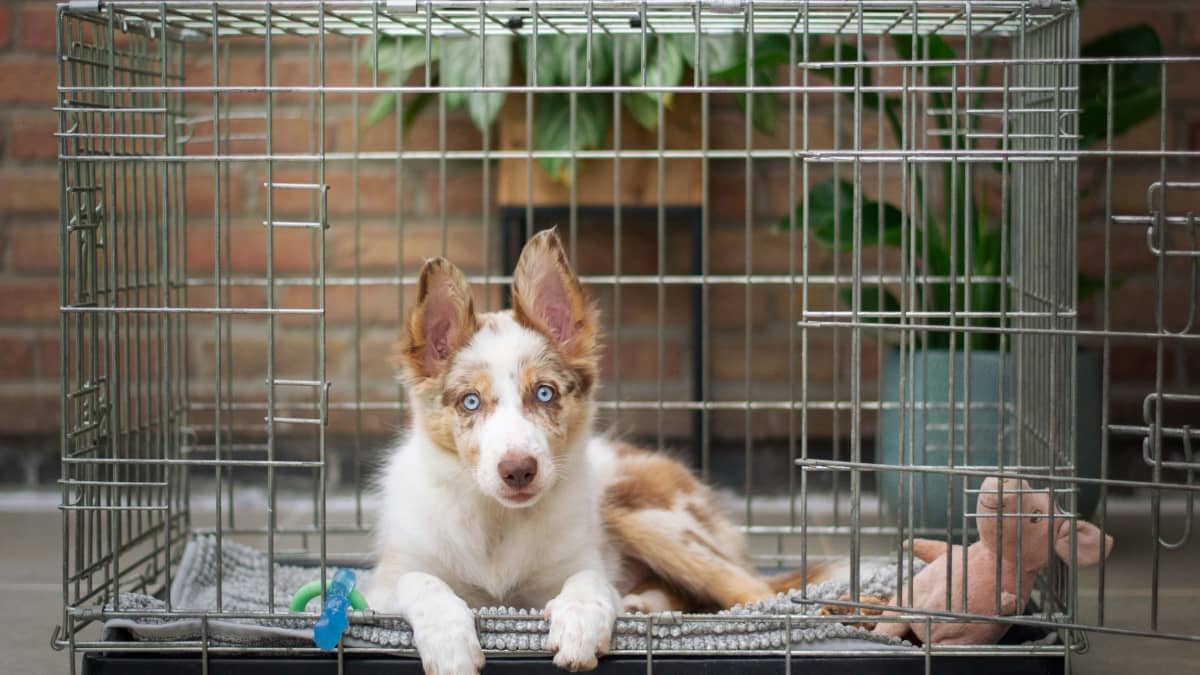 When to move puppy crate out of bedroom cheap