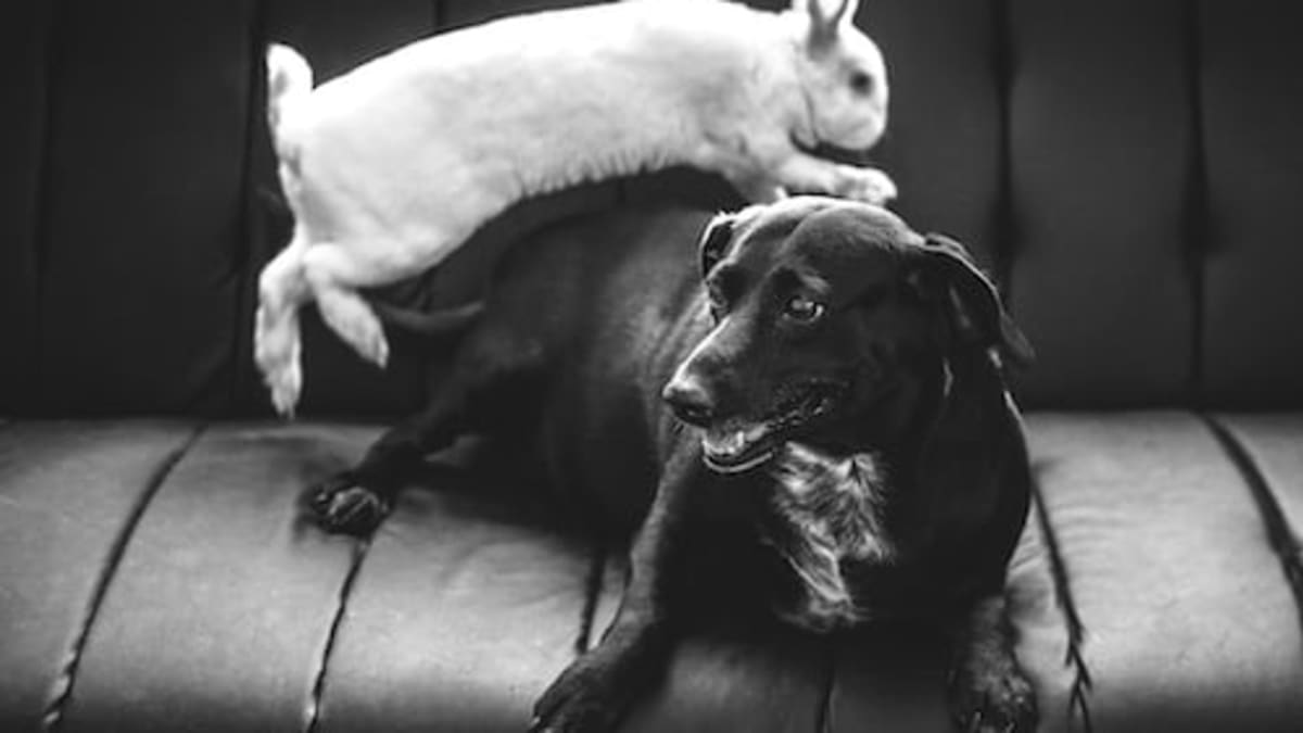 Dog Breeds That Will Get Along With Your Rabbit PetHelpful