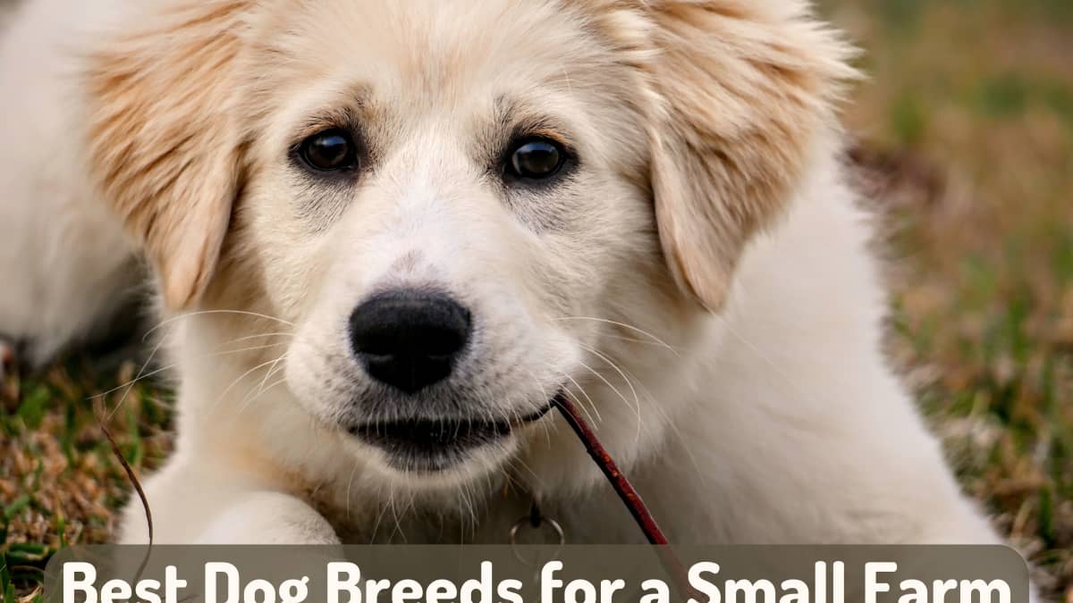Small working dog breeds on sale