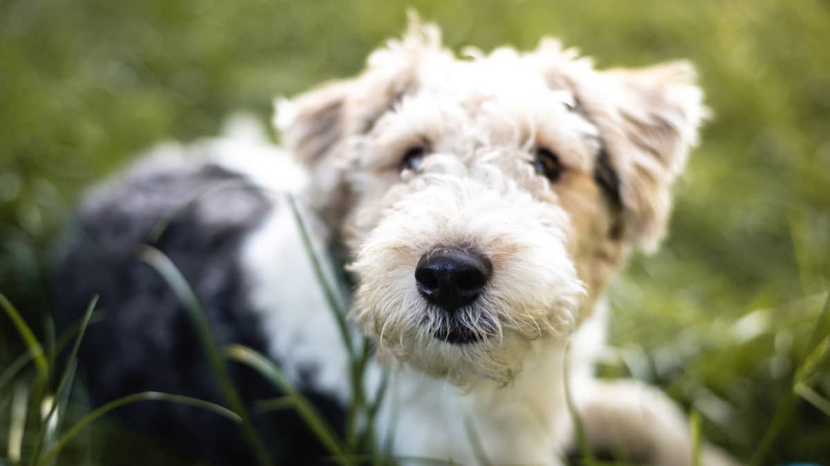 Wild hair terrier new arrivals