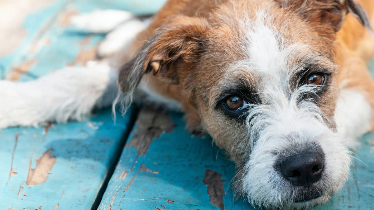 Yeasty paws remedy sale