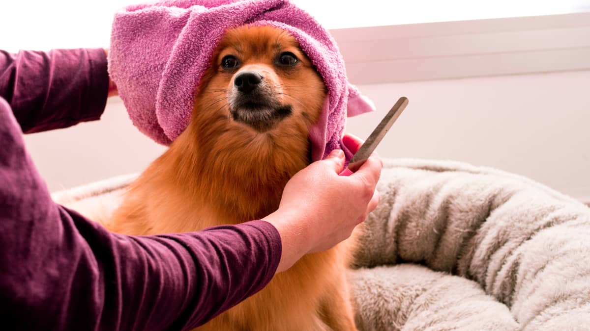 Stinky dog treats discount