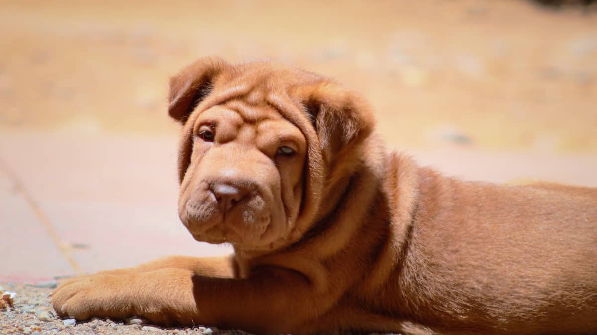 Chinese dog sale