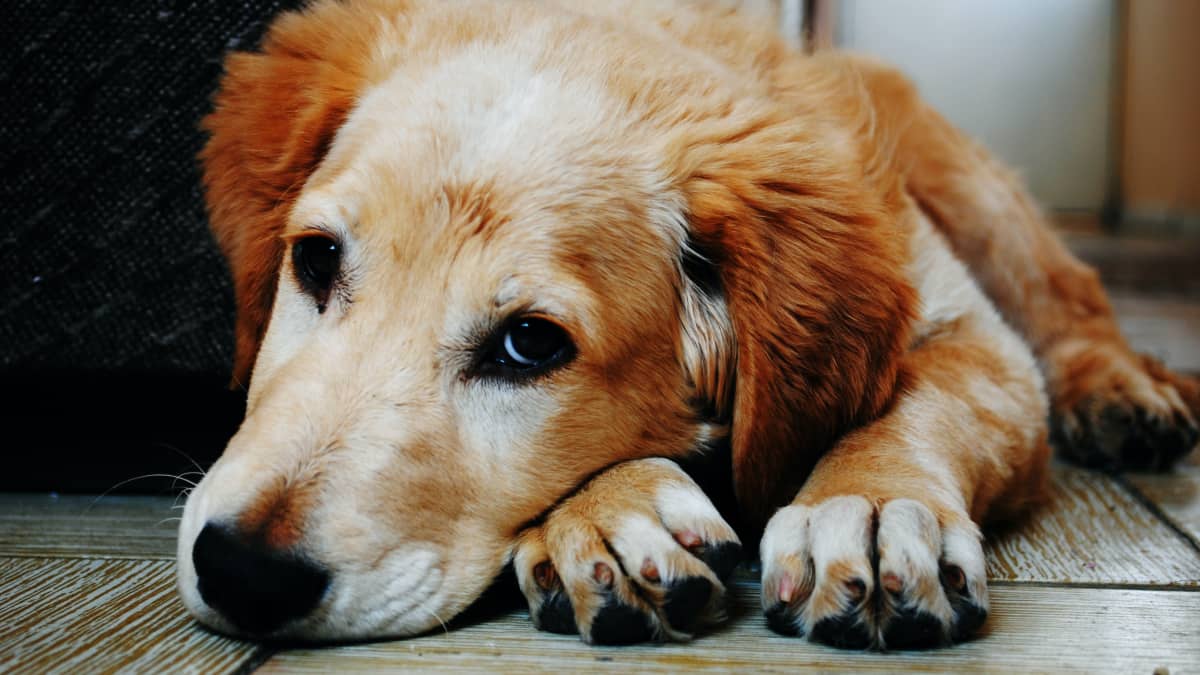 Slow kill heartworm on sale