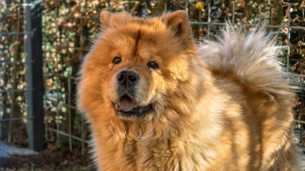 Small chow dog cheap