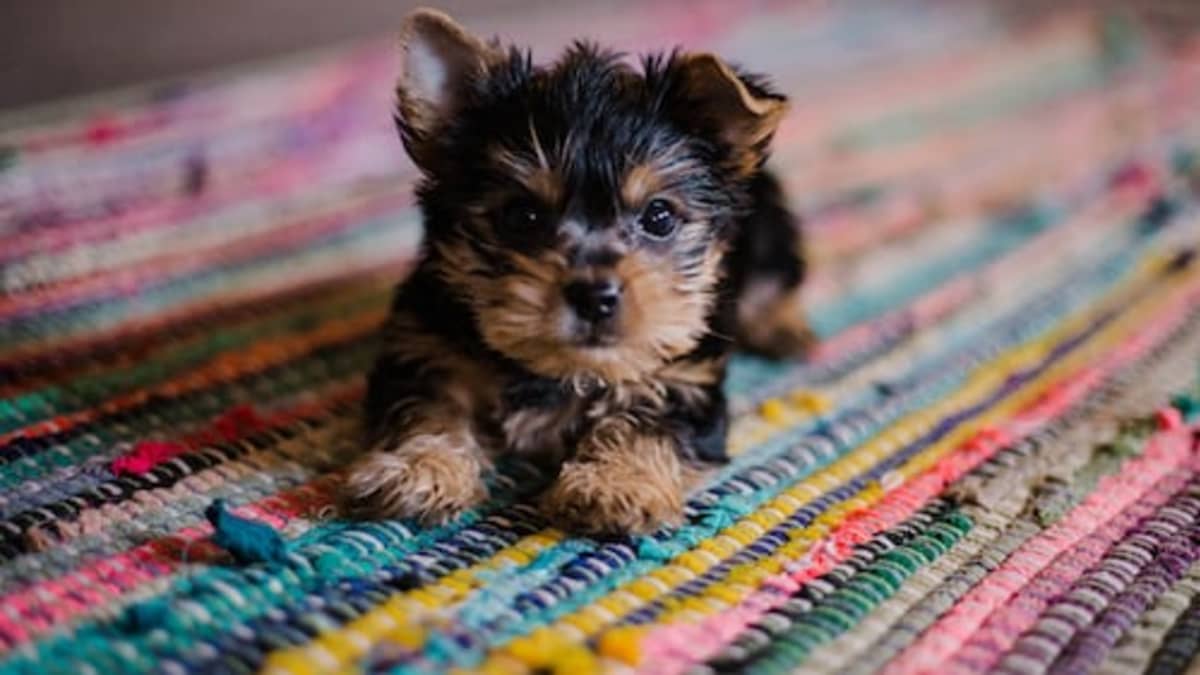Small breed dogs for sale near me top