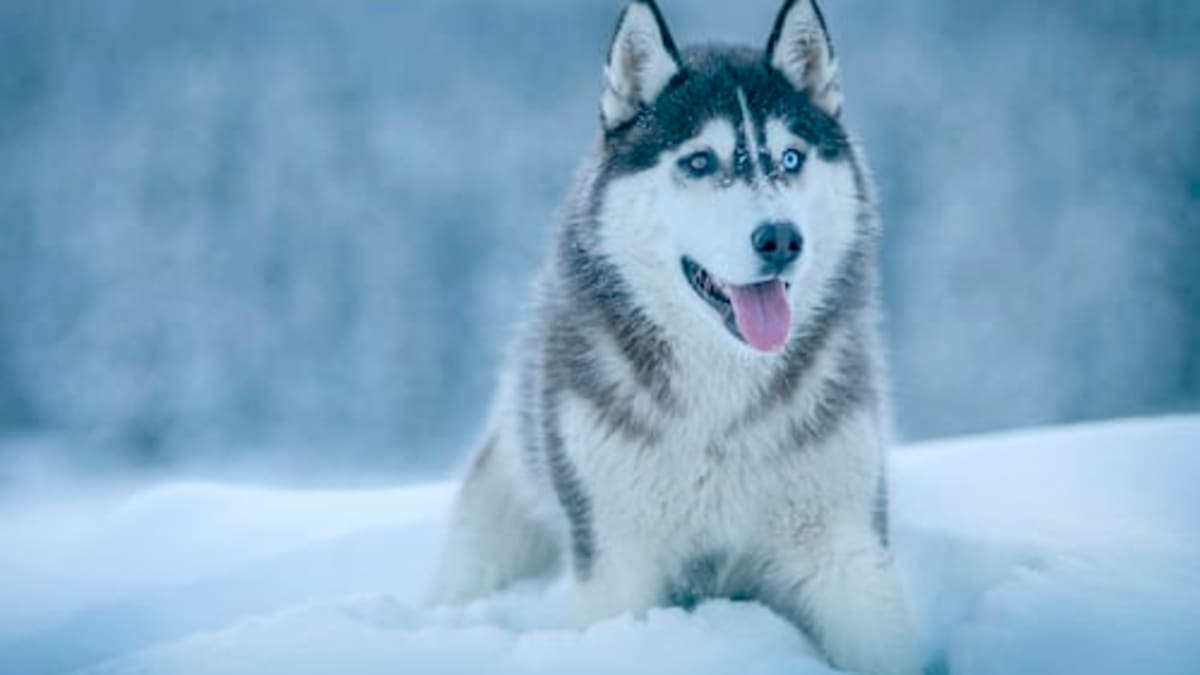 Siberian husky big dogs top