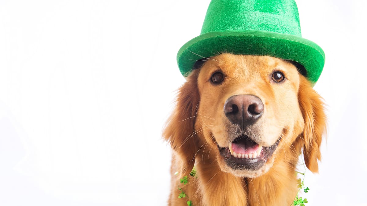 Dogs Decked Out in St. Patrick s Day Costumes Make for Total