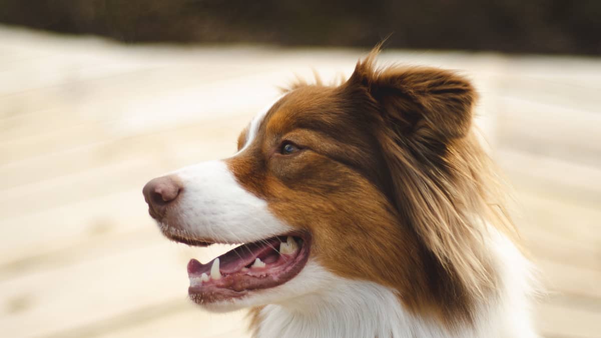 Shedding coats for dogs best sale
