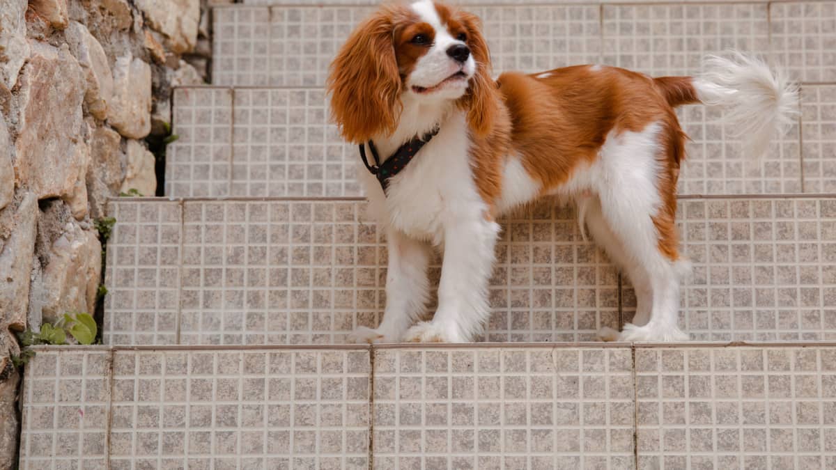 How to Clip a King Charles Spaniel PetHelpful
