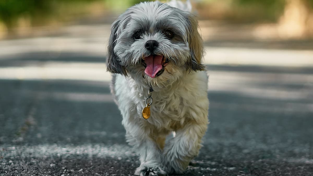 Small hypoallergenic family dogs discount