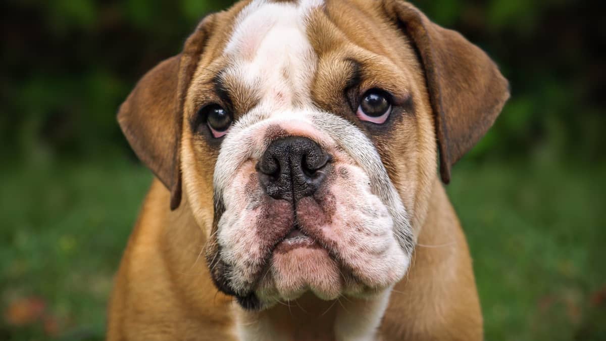 What is the best dog food for english bulldogs store