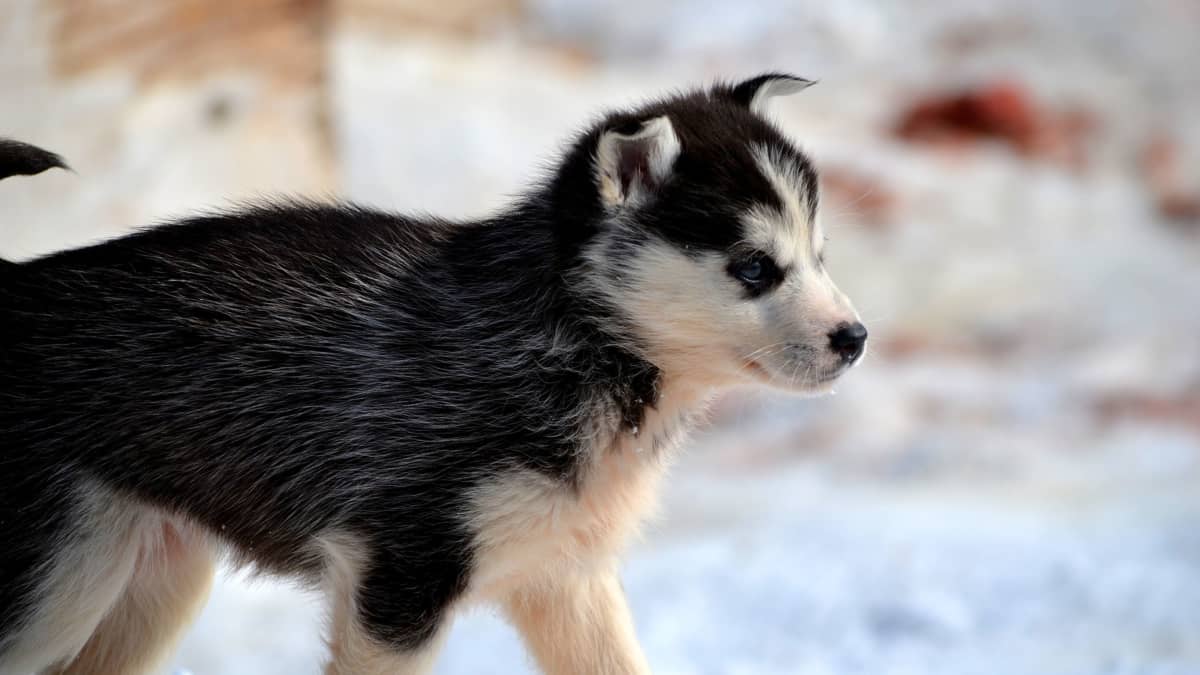 How to Train and Take Care of a New Siberian Husky Puppy PetHelpful