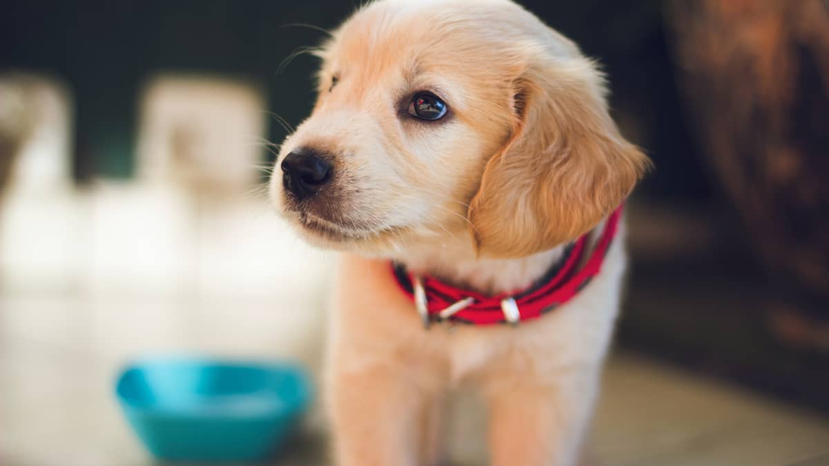 Crate training golden retriever new arrivals