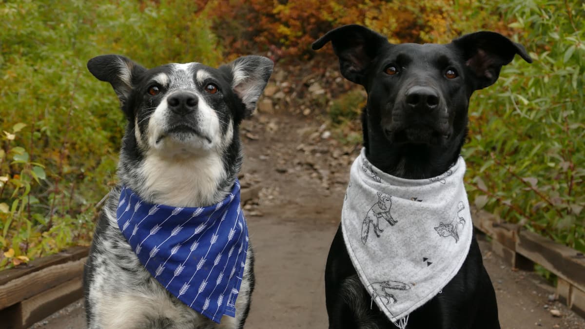 Pendleton dog bandana outlet