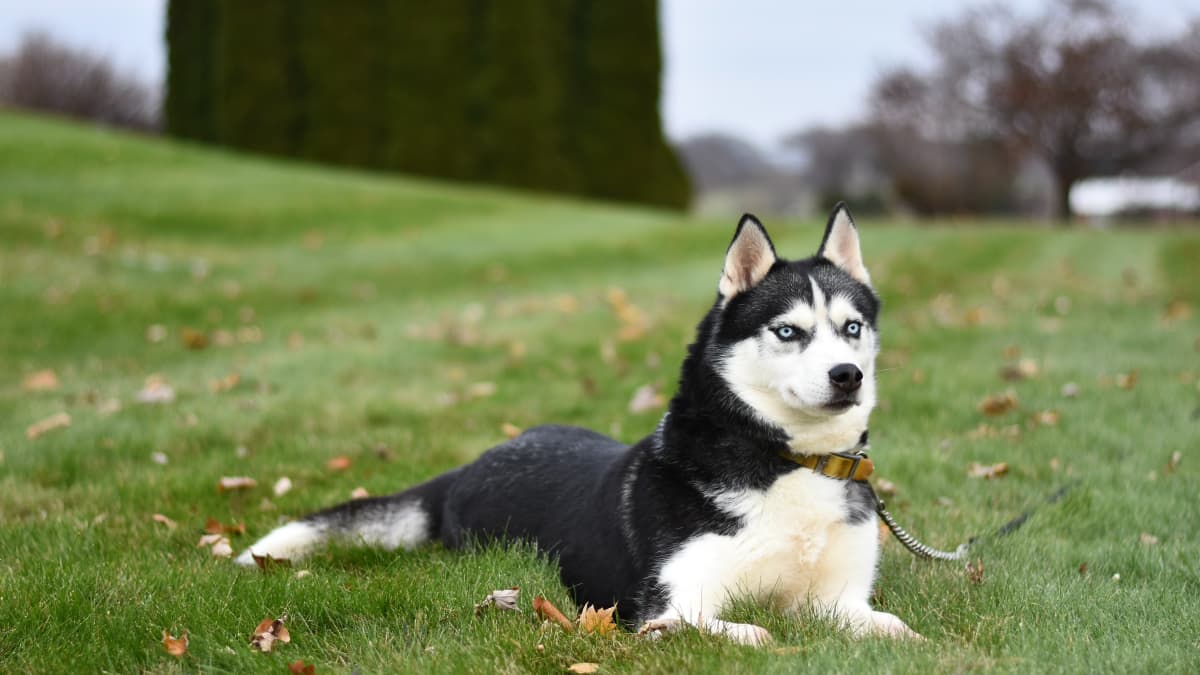 The Differences Between a Siberian and a Quality Siberian PetHelpful