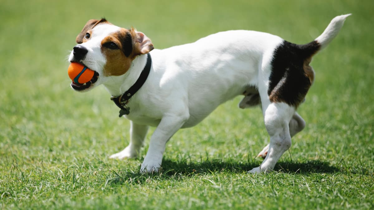 How Not to Train a Jack Russell Terrier PetHelpful