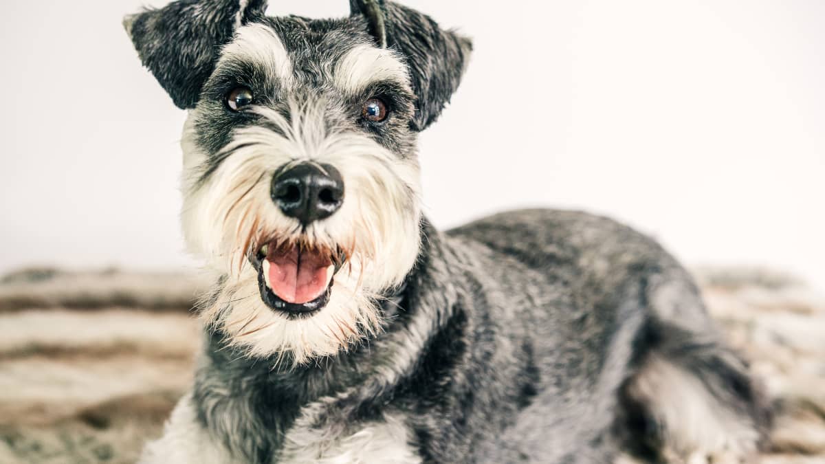 5 Best Medium Sized Guard Dog Breeds PetHelpful