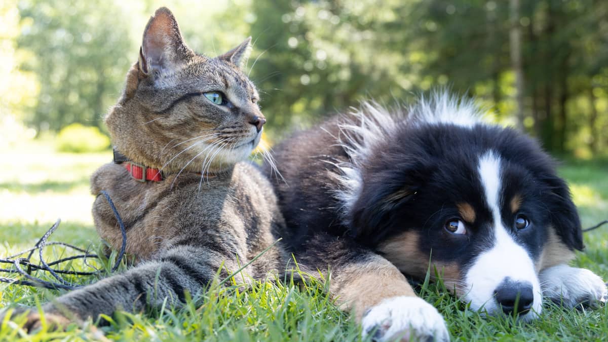 5 Dog Breeds That Like and Are Good With Cats PetHelpful
