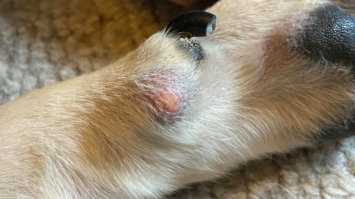 What s This Lump on My Dog s Paw PetHelpful