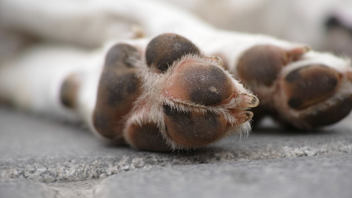 Infection in dogs paw pads shop