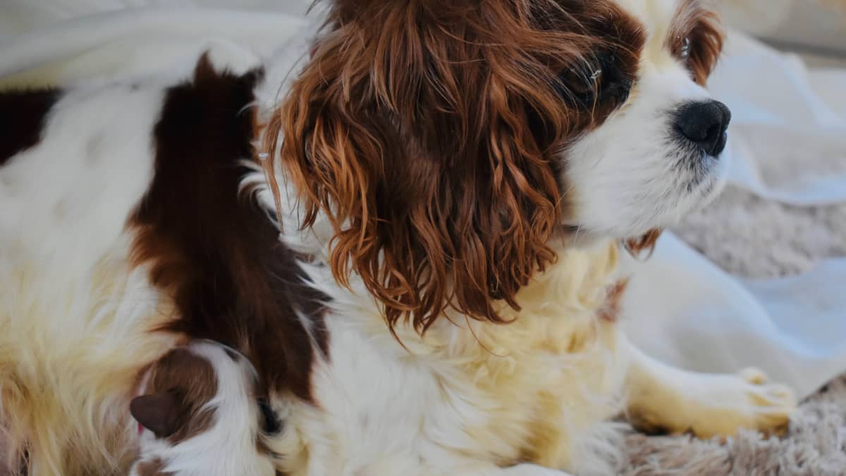Non pregnant dog producing milk online