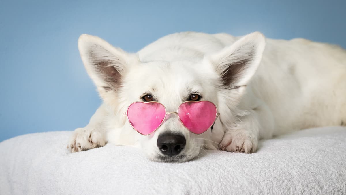 5 Reasons Why Female Dogs Hump PetHelpful