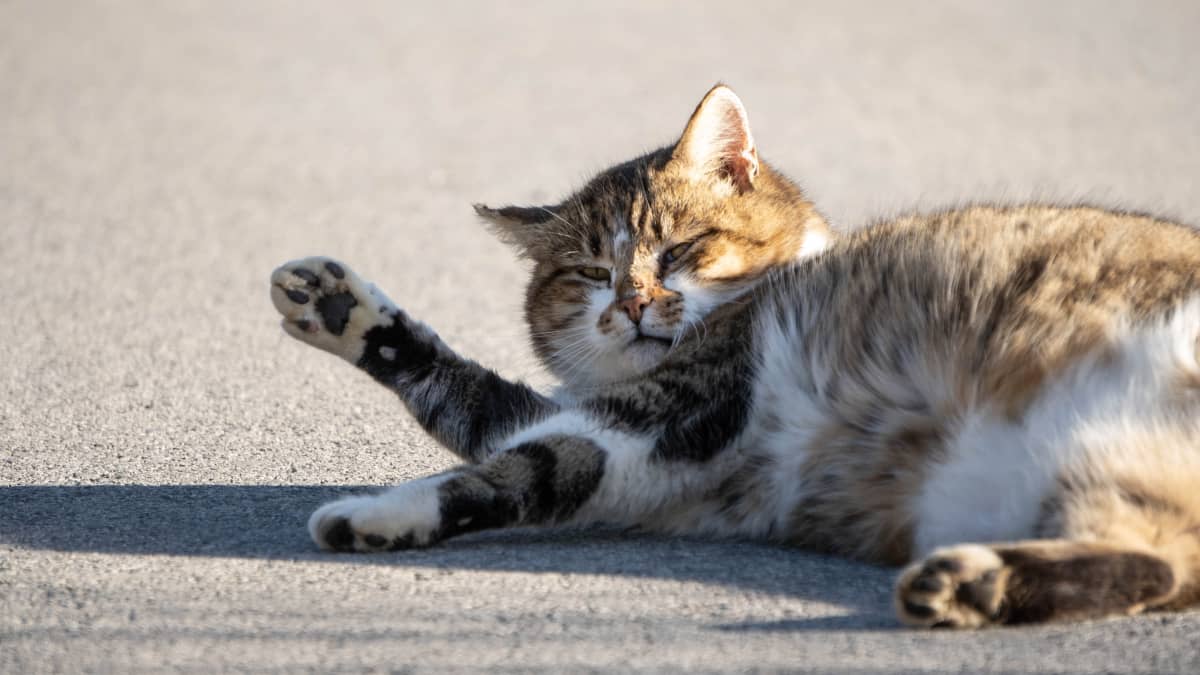 Cats lose weight cheap