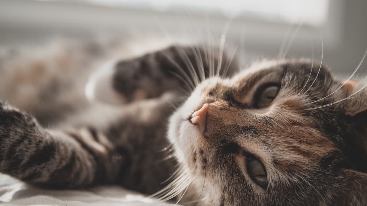 My Review of World s Best Cat Litter Dust Free PetHelpful