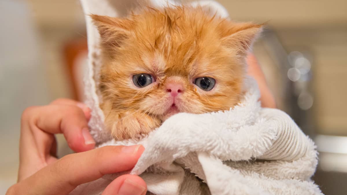What to Bathe a Cat With and Best Methods PetHelpful