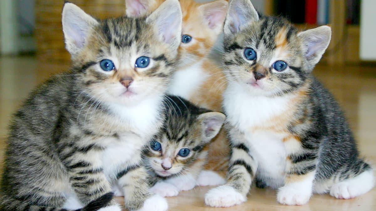 How to Take Care of Newborn Kittens Week by Week PetHelpful