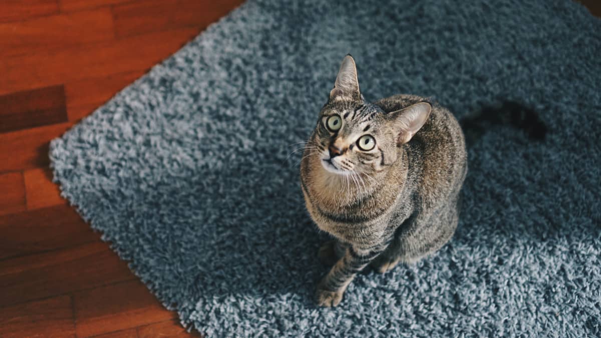 Cat urine carpet top