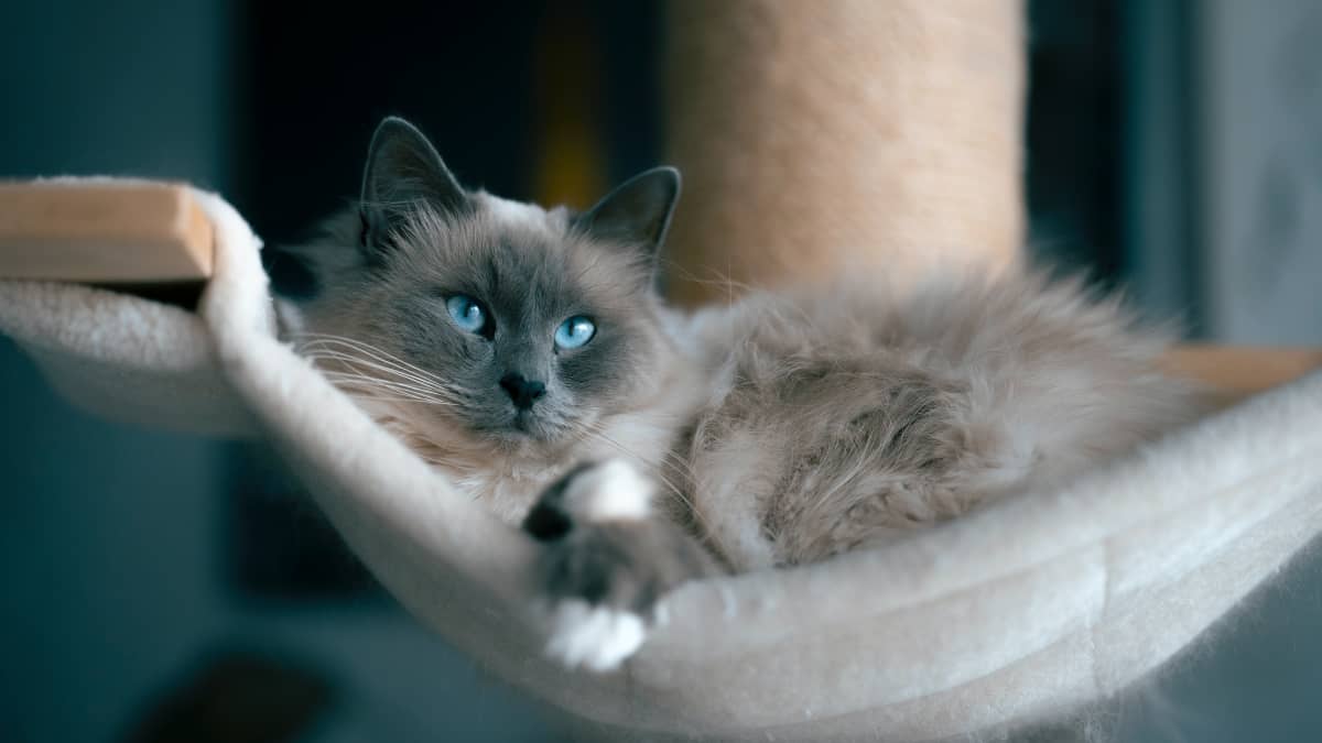 Make a cat hammock online