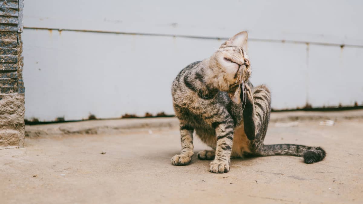 How to Get Rid of Fleas Once and for All PetHelpful