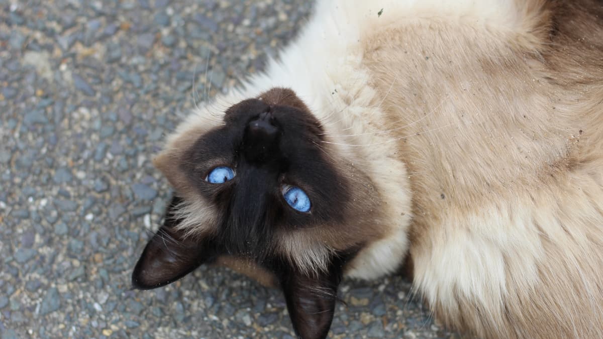Siamese Cats What You Should Know PetHelpful